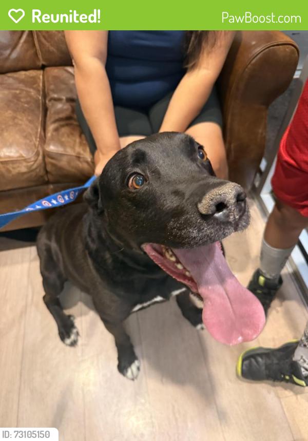 Reunited Male Dog last seen Atherton and Wisteria Dr, Colorado Springs, CO 80919