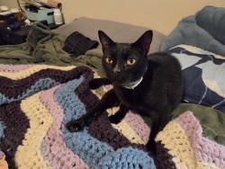 Found/Stray Male Cat last seen Micron Rd and Potranco RD, San Antonio, TX 78251