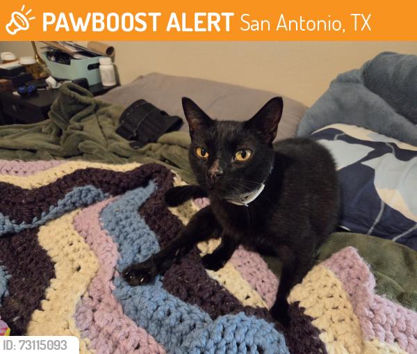 Found/Stray Male Cat last seen Micron Rd and Potranco RD, San Antonio, TX 78251