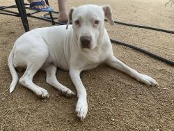 Found/Stray Female Dog last seen Grand Ave / Bryant st, Wildomar, CA 92595