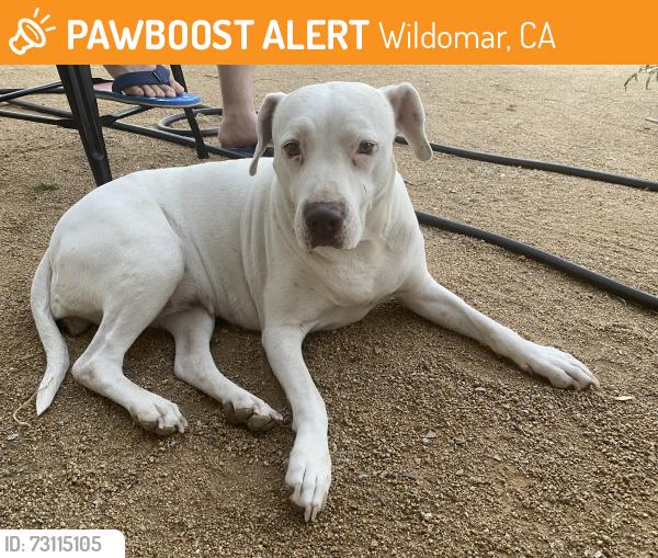 Found/Stray Female Dog last seen Grand Ave / Bryant st, Wildomar, CA 92595