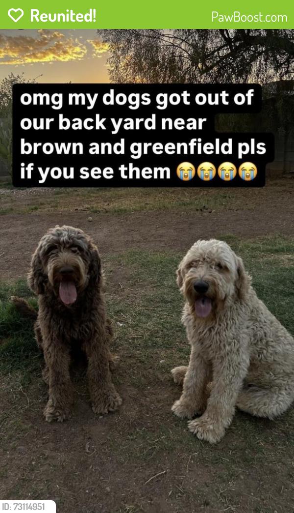 Reunited Male Dog last seen Greenfield and brown, Mesa, AZ 85205