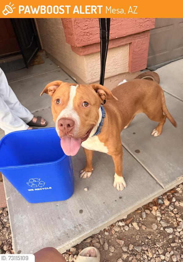Found/Stray Male Dog last seen Greenfield and Adobe, Mesa, AZ 85205