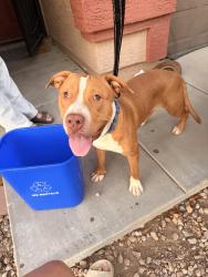 Found/Stray Male Dog last seen Greenfield and Adobe, Mesa, AZ 85205