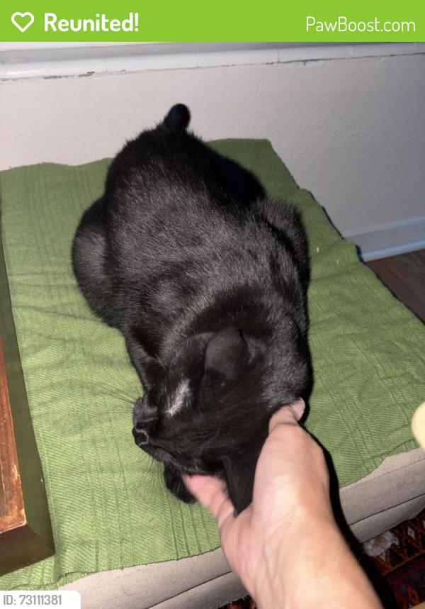 Reunited Male Cat last seen Batavia St and Oneida St Denver, 80220, Denver, CO 80220