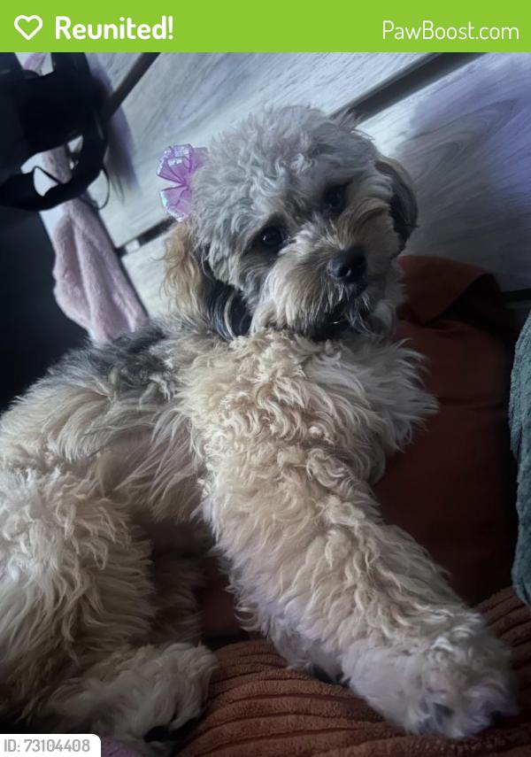 Reunited Female Dog last seen Neighborhood Mayfield Trace off of Godwin Dr, Manassas, VA 20112