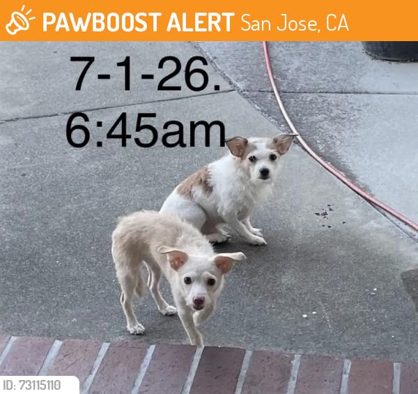 Found/Stray Unknown Dog last seen Desertwood Lane, Conifer Lane, Birchwood Lane, San Jose, CA 95132