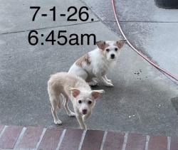 Found/Stray Unknown Dog last seen Desertwood Lane, Conifer Lane, Birchwood Lane, San Jose, CA 95132