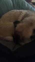 Found/Stray Female Dog last seen Near ave y McDowell, Phoenix, AZ 85035