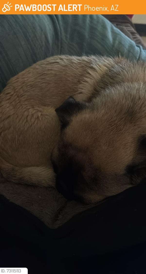 Found/Stray Female Dog last seen Near ave y McDowell, Phoenix, AZ 85035