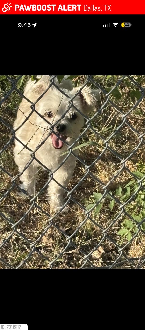 Lost Female Dog last seen Shell gas station on camp wisdom rd and cedar ridge dr, Dallas, TX 75236