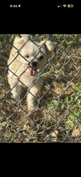 Lost Female Dog last seen Shell gas station on camp wisdom rd and cedar ridge dr, Dallas, TX 75236