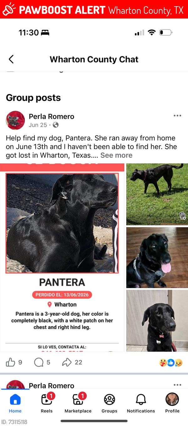 Lost Female Dog last seen Neal rd, Wharton County, TX 77488