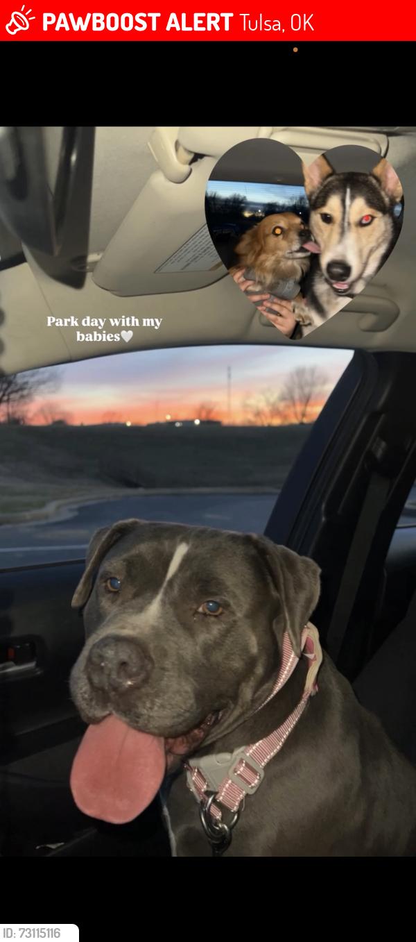 Lost Female Dog last seen Near e 31st pl Tulsa ok 74146, Tulsa, OK 74146