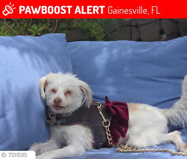 Lost Female Dog last seen WELLINTON PLACE NEIGHBORHOOD, Gainesville, FL 32606
