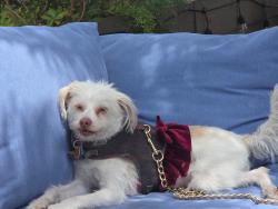 Lost Female Dog last seen WELLINTON PLACE NEIGHBORHOOD, Gainesville, FL 32606