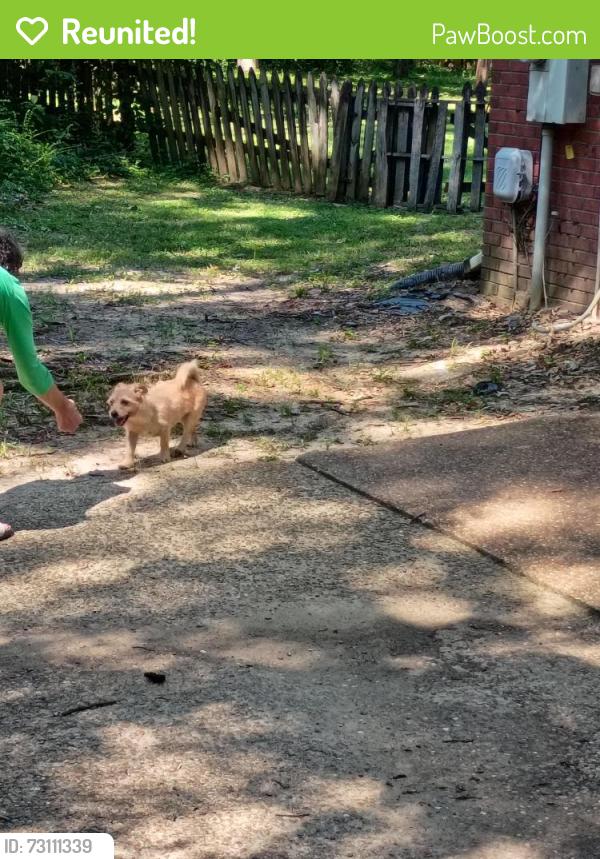 Reunited Female Dog last seen Woodrun and Woodgreen, Ridgeland, MS 39157