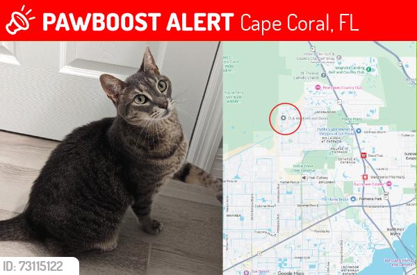 Lost Female Cat last seen Andalusia Blvd and NE 39th Street, Cape Coral, FL 33909