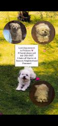 Lost Female Dog last seen Harris, Bakersfield, CA 93313