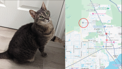Lost Female Cat last seen Andalusia Blvd and NE 39th Street, Cape Coral, FL 33909