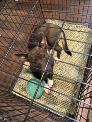 Found/Stray Female Dog last seen Lasalle and 12th, Waco, TX 76706