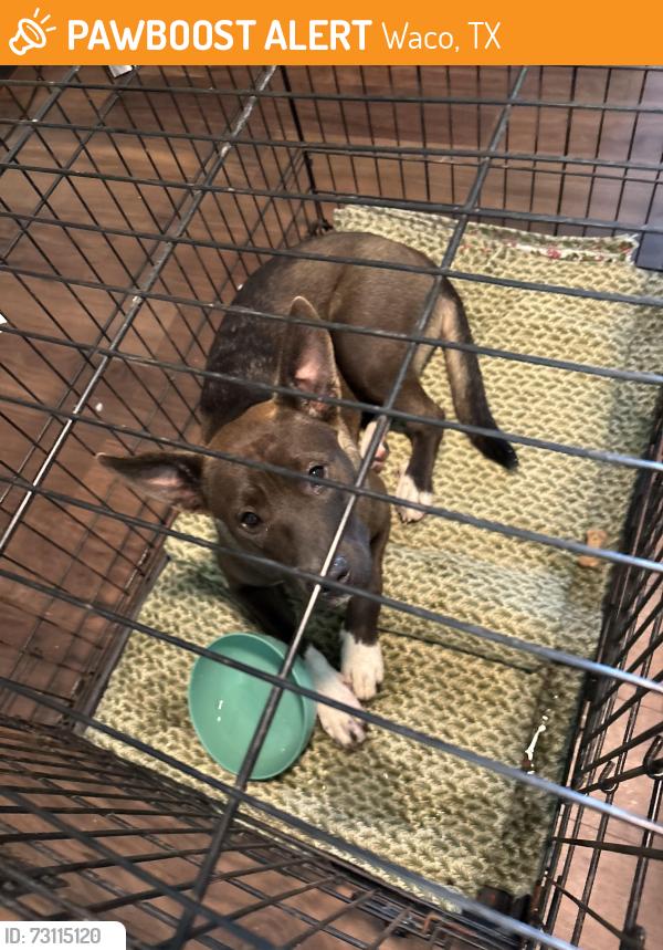 Found/Stray Female Dog last seen Lasalle and 12th, Waco, TX 76706