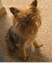 Reunited Female Dog last seen Hustis St, Milwaukee, WI 53223