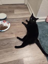 Found/Stray Unknown Cat last seen West Cross and S Urban, Littleton, CO 80127