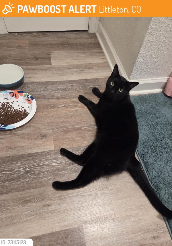 Found/Stray Unknown Cat last seen West Cross and S Urban, Littleton, CO 80127