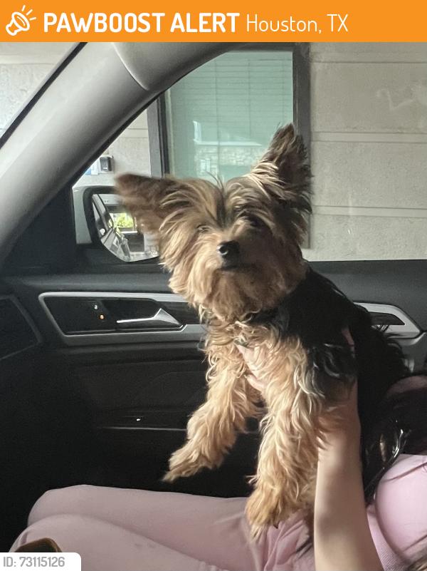 Found/Stray Male Dog last seen Near mccue rd, Houston, TX 77056