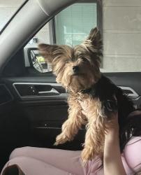Found/Stray Male Dog last seen Near mccue rd, Houston, TX 77056