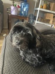 Lost Male Dog last seen Palm St and E La Habra Blvd, Brea, CA 92821