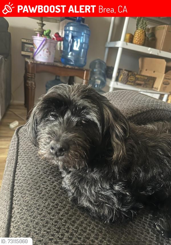 Lost Male Dog last seen Palm St and E La Habra Blvd, Brea, CA 92821