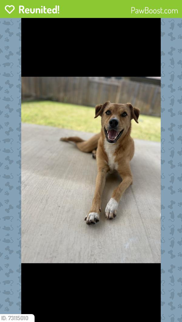 Reunited Female Dog last seen Near 1/2 Quebrada Dr, Pflugerville, TX 78660, USA, Pflugerville, TX 78660