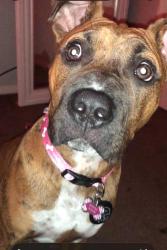 Reunited Female Dog last seen McArthur and Linwood, Oklahoma City, OK 73132