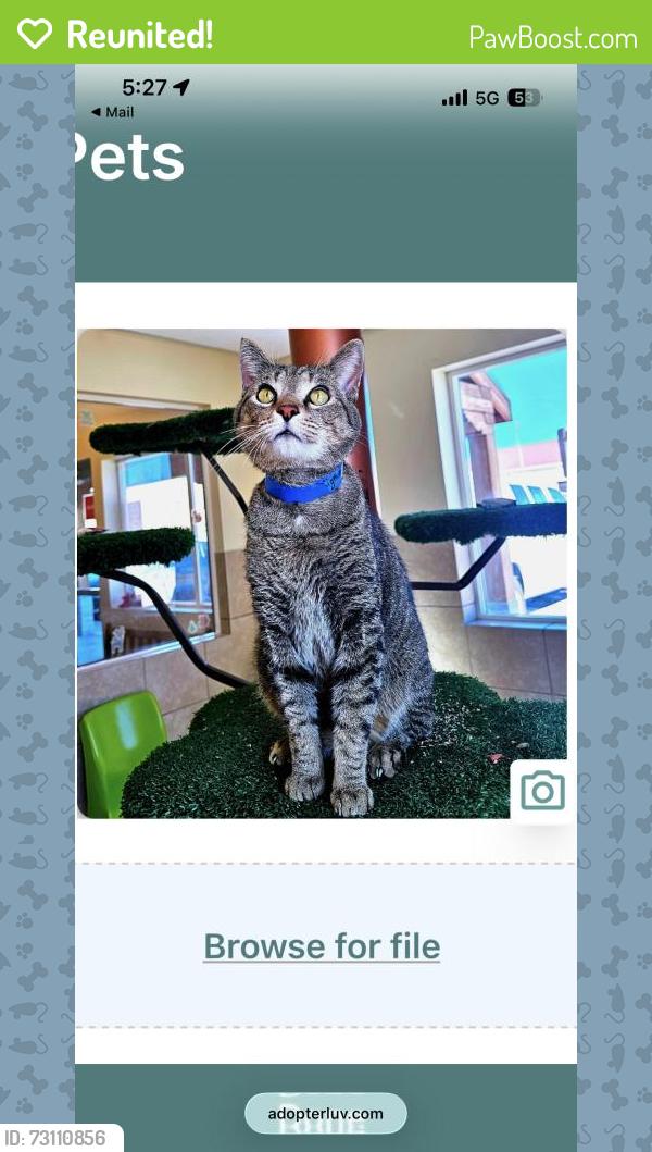 Reunited Male Cat last seen Near Camino Azul Lp, Rio Rancho, NM 87144, USA, Rio Rancho, NM 87144