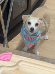 Reunited Male Dog last seen Near and Pulaski oak lawn, Oak Lawn, IL 60453