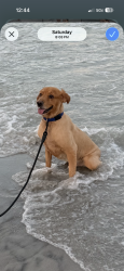Lost Male Dog last seen Ocean Park Resort, Myrtle Beach, SC 29577