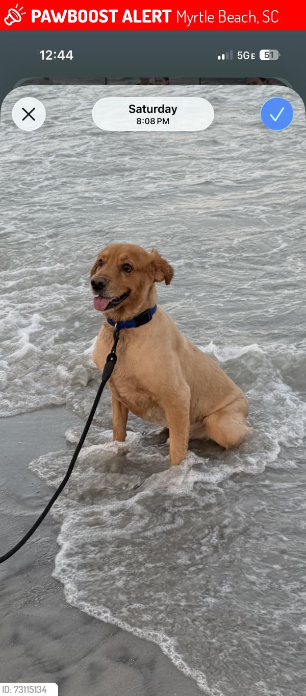 Lost Male Dog last seen Ocean Park Resort, Myrtle Beach, SC 29577