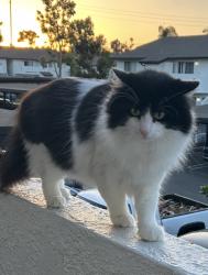 Reunited Male Cat last seen Near Emerald drive, Vista, CA 92083