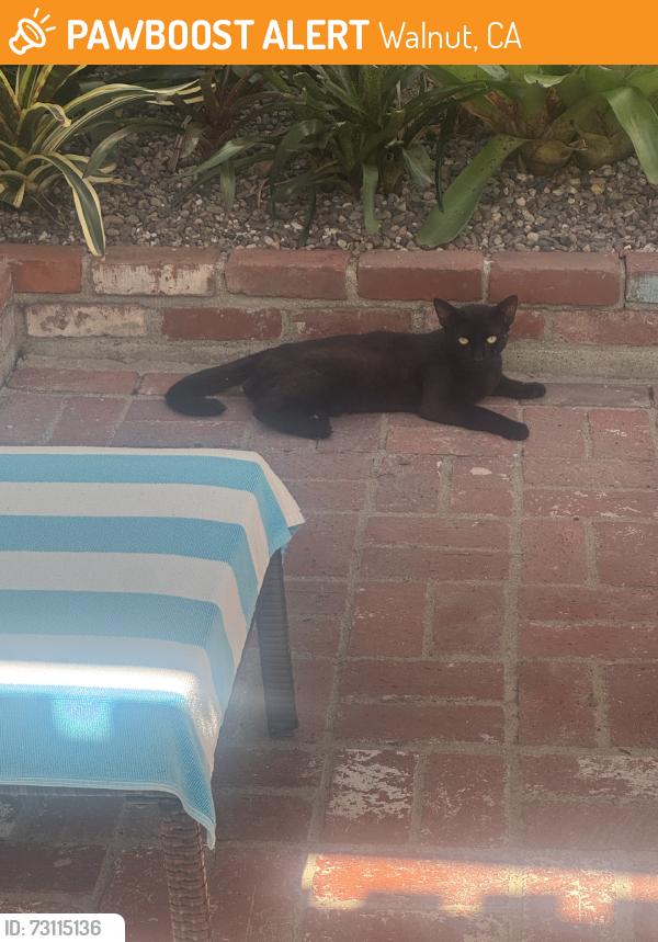 Found/Stray Unknown Cat last seen Citadel, Walnut, CA 91789