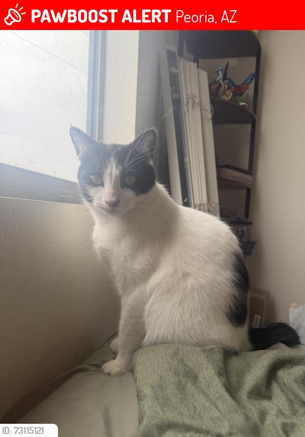 Lost Male Cat last seen 91st & Deer Valley, Peoria, AZ 85382