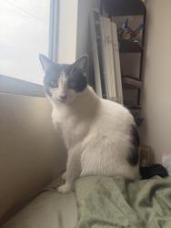 Lost Male Cat last seen 91st & Deer Valley, Peoria, AZ 85382