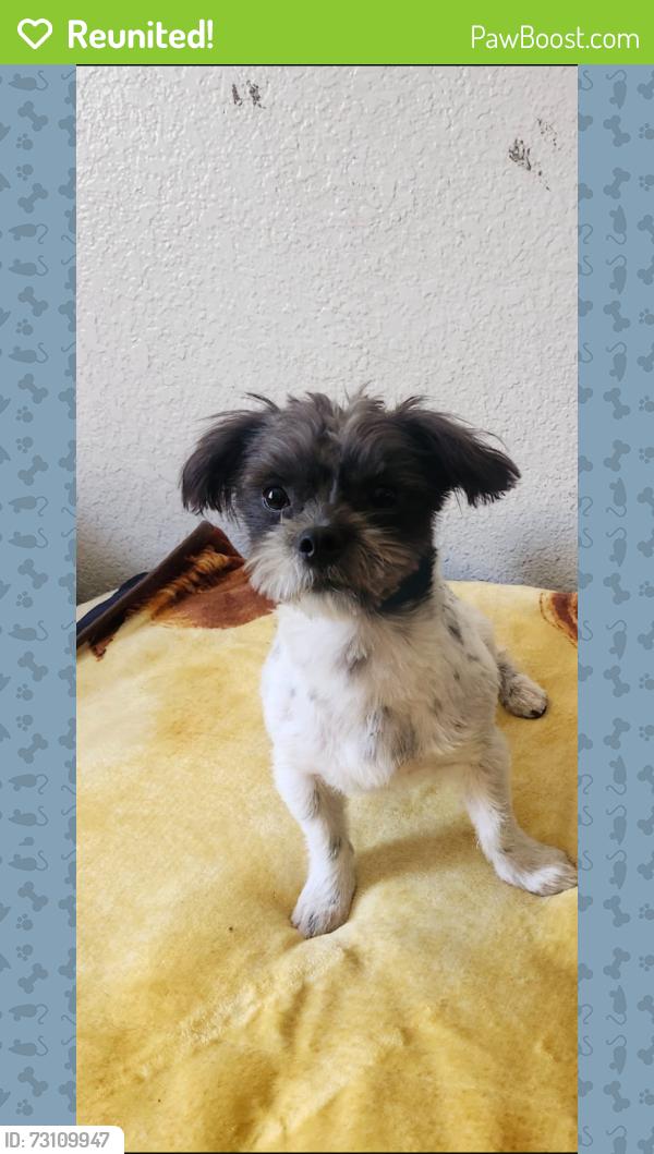 Reunited Male Dog last seen Vineland and Stagg, Los Angeles, CA 91352