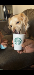Lost Female Dog last seen Myotis drive, screech owl way, Sacramento, CA 95834