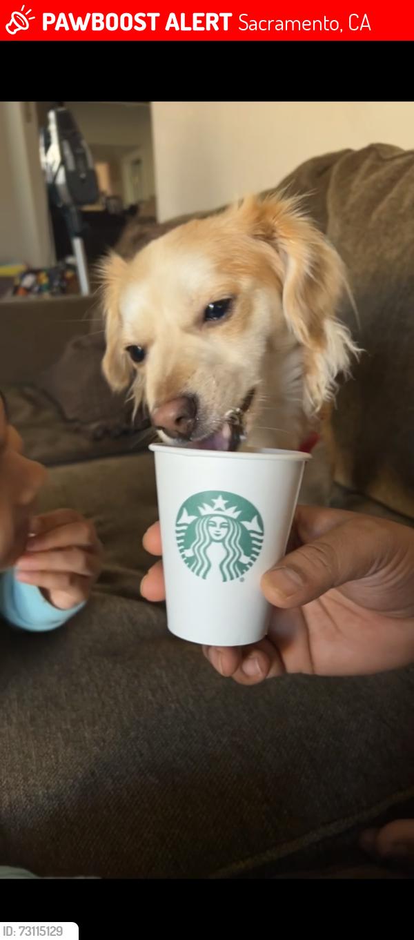 Lost Female Dog last seen Myotis drive, screech owl way, Sacramento, CA 95834
