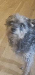 Found/Stray Unknown Dog last seen Kathryn and San Pedro, Albuquerque, NM 87108