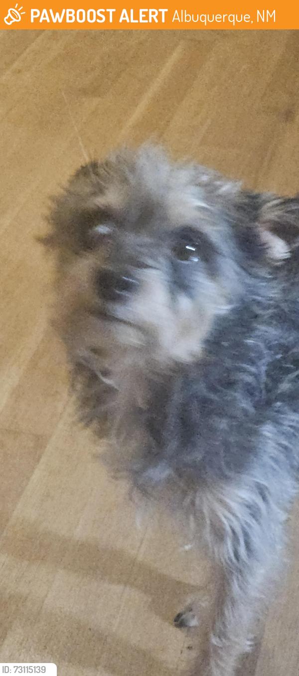 Found/Stray Unknown Dog last seen Kathryn and San Pedro, Albuquerque, NM 87108