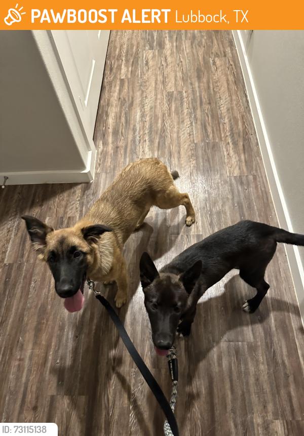 Found/Stray Unknown Dog last seen 19th and Inhler, Lubbock, TX 79416