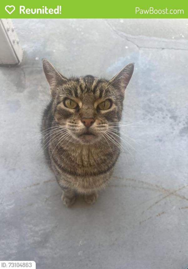 Reunited Female Cat last seen Everest st and corby ave, Norwalk, CA 90650